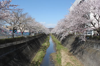 桜並木の三沢川