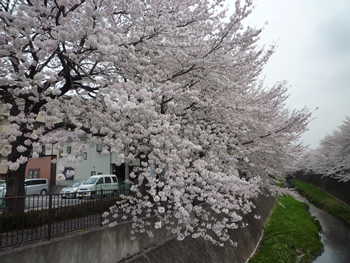 三沢川の桜（満開時）
