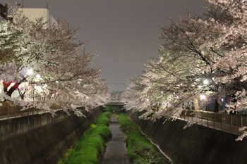 三沢川の桜ライトアップ