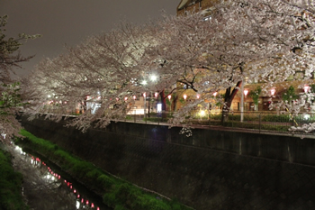 三沢川の桜ライトアップ2