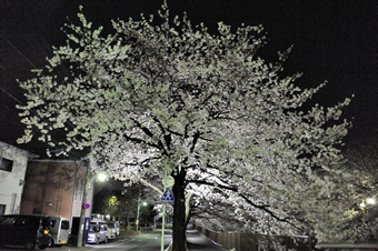 三沢川の桜