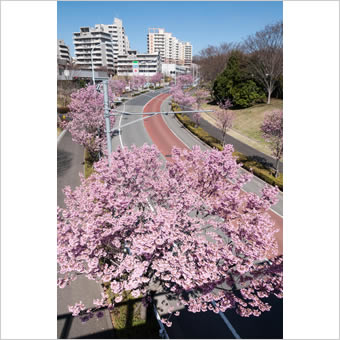 稲城市内の桜