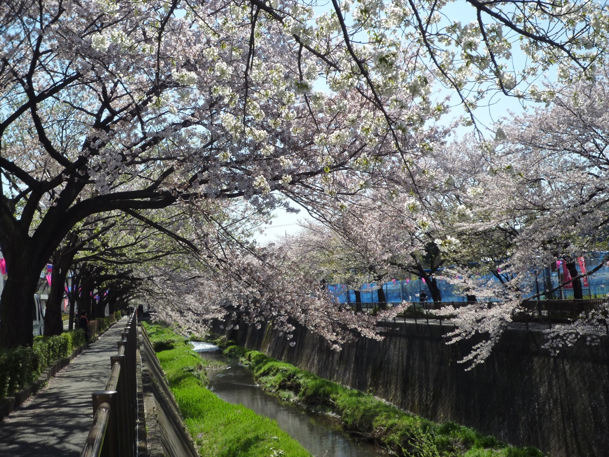 三沢川の桜並木