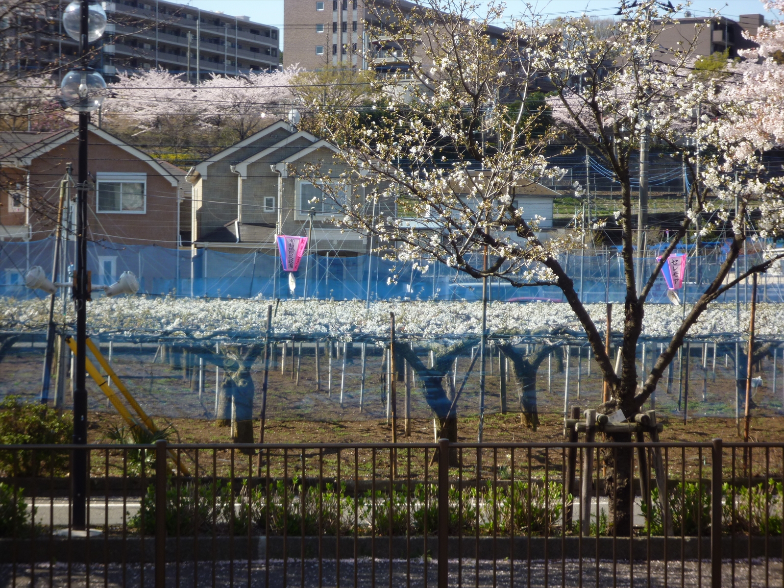 三沢川の桜並木2