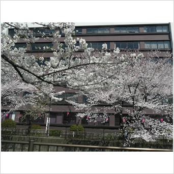 桜と市庁舎