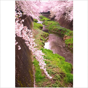 桜色の川
