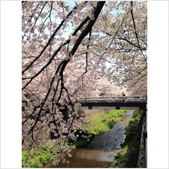 春桜満開