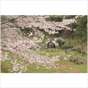 親水公園の桜