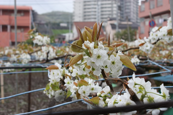 梨の花