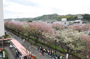 三沢川の桜（当日）