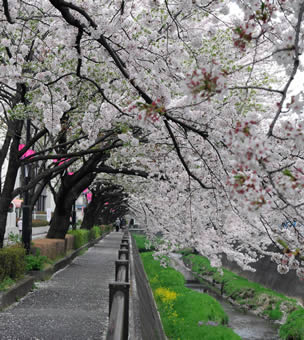 三沢川の桜