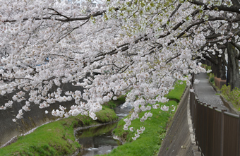 三沢川の桜