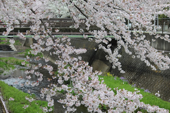 三沢川の桜