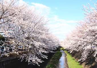 三沢川の桜