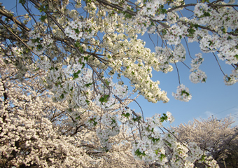 三沢川の桜