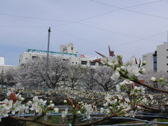 三沢川の桜