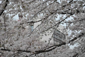 三沢川の桜