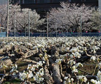 三沢川の桜