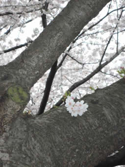 三沢川の桜