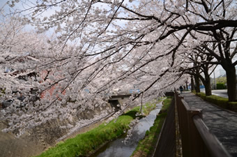 三沢川の桜