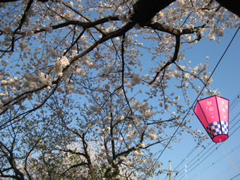 三沢川の桜