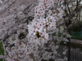 三沢川の桜