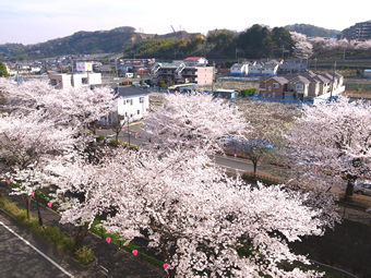 三沢川の桜