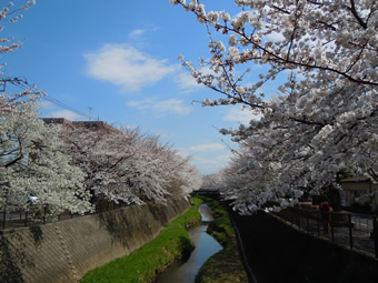 三沢川の桜