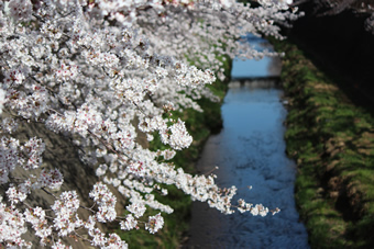 三沢川の桜