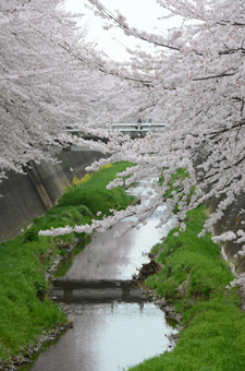 三沢川の桜