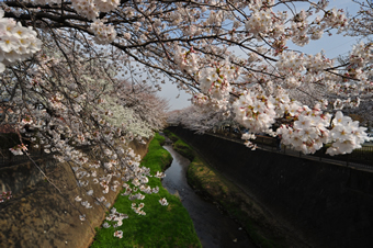 三沢川の桜