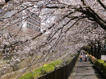 三沢川の桜