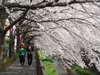 三沢川の桜