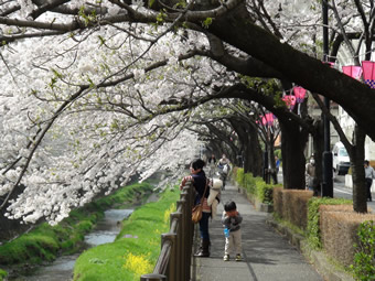 三沢川の桜