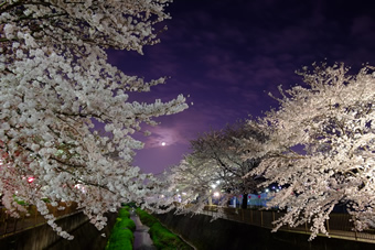 三沢川の桜