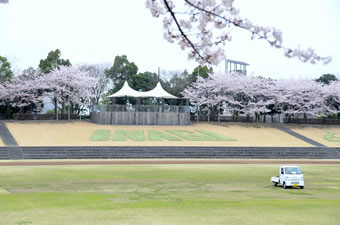 稲城市内の桜