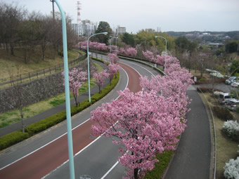 稲城市内の桜