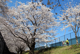 稲城市内の桜