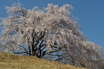 稲城市内の桜