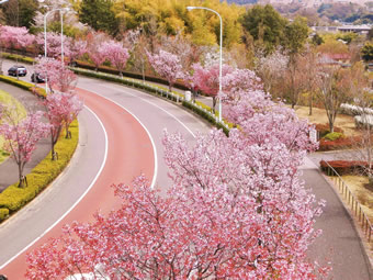 稲城市内の桜