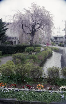 稲城市内の桜