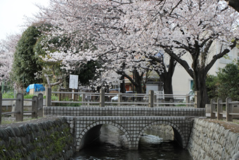 稲城市内の桜