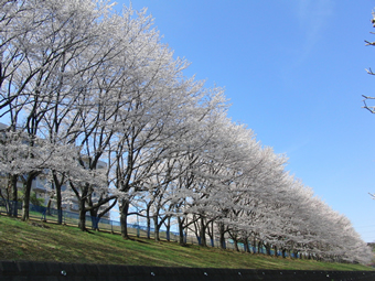 稲城市内の桜