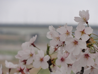 稲城市内の桜