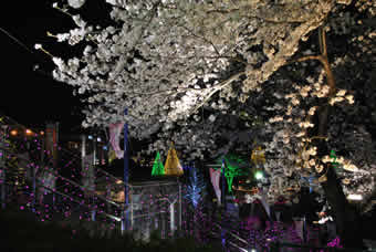 稲城市内の桜