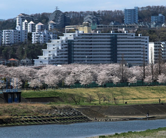 稲城市内の桜