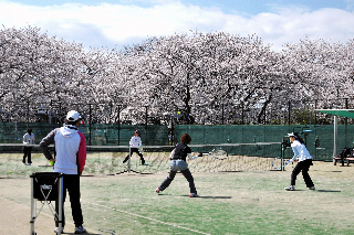 稲城市内の桜