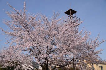 稲城市内の桜