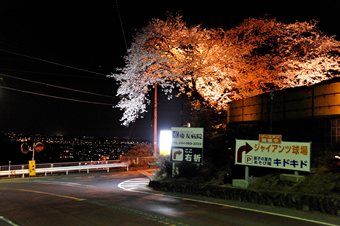 稲城市内の桜