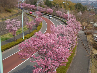 稲城市内の桜